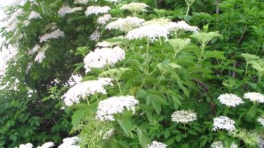 Mürver ağacı çiçek