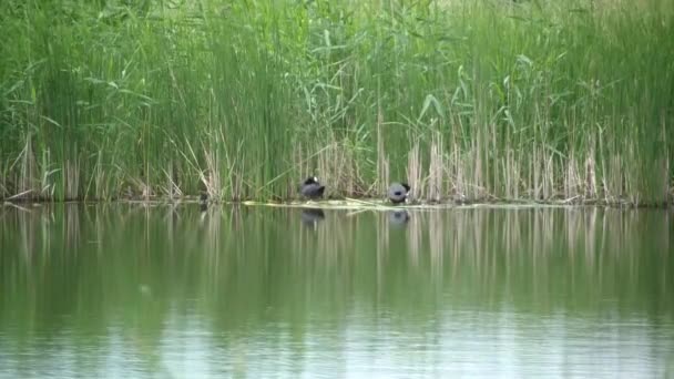 湖の上の野生のアヒル — ストック動画
