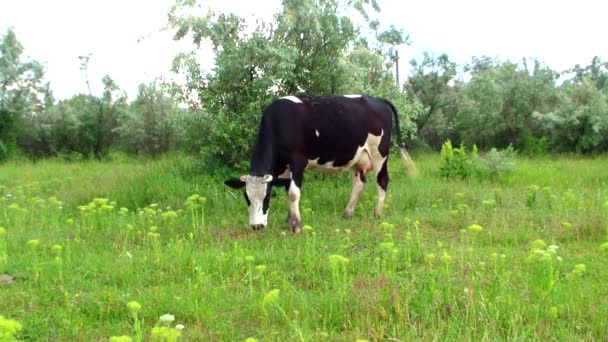 Vaca en el prado — Vídeo de stock