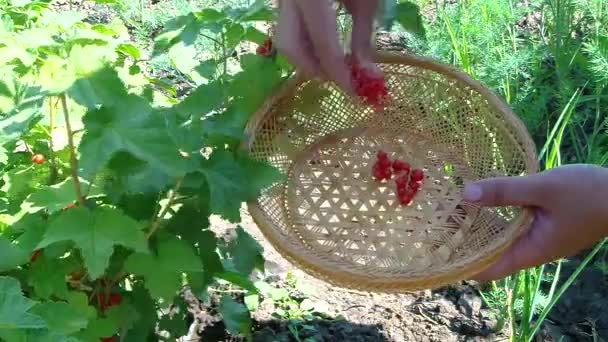 Buisson de groseille rouge — Video