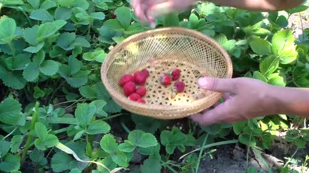 Women gathers strawberries — Stock Video