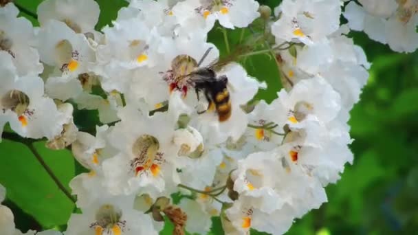 Bee on flower — Stock Video