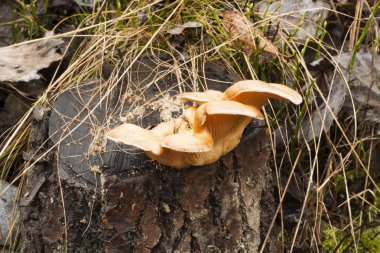 . Mikoloji. Kenevir bir yağmur sonra tarihinde mantarlar