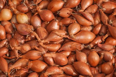 soğan bush. küçük soğan. bir mutfak bahçeden