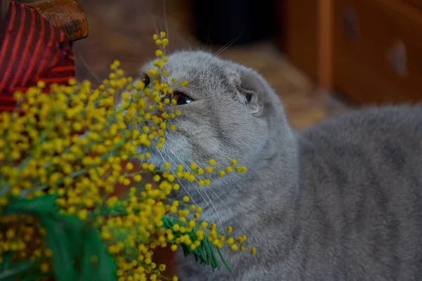 Scottish fold cat sniffs a branch of mimosa. Beautiful cat. Curious cat