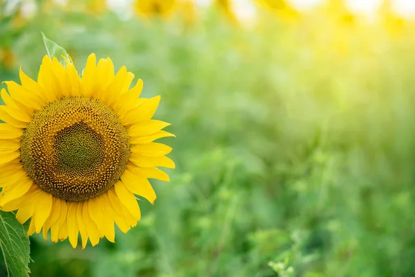 Sunflower on the background of a summer sunflower field. Shiny yellow sunflower in an abundance plantation field on a sunny summer day