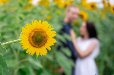Ayçiçeği tarlasında odaktan çıkmış bir çift sevgili