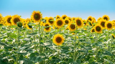 Açık sarı ayçiçeği mavi gökyüzüne karşı bir tarlada