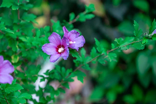 Hermosa Flor Lila Arbusto Jardín Primer Plano — Foto de Stock