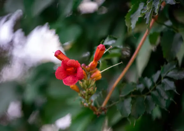 Flores Rojas Florecientes Jardín Botánico Hermoso Arbusto Floreciente Cerca Florecimiento — Foto de Stock