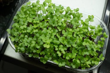 Brokoli mikroçerezleri kabın içinde. Mikroçimler filizleniyor. Evde tohum yetiştirme. Vejetaryen ve sağlıklı beslenme konsepti. Brokoli tohumu, mikro yeşillikler. Büyüyen filizler.