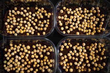 Ekmek için bezelye tohumları, filizlenen mikro yeşillikler, evde tohum yetiştirme. Süper yiyecekler, pencerenin önüne dikmek. Bezelye yetiştiriyorum. Vejetaryen ve sağlıklı beslenme konsepti. seçici odak