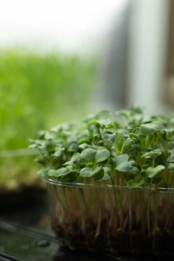 Taze turp mikroyeşili filizleri.