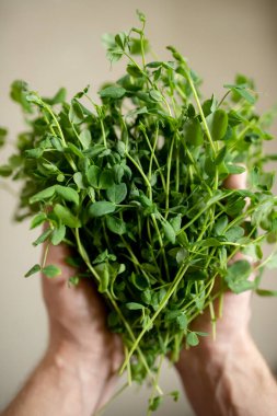 Erkeklerin elleri bezelye mikroçerezlerini tutuyor. Yeşillik filizlenmesi, tohum filizlenmesi. Süper yiyecekler, pencerenin önüne dikmek. Bezelye yetiştiriyorum. Vejetaryen ve sağlıklı beslenme konsepti. Seçici odak.