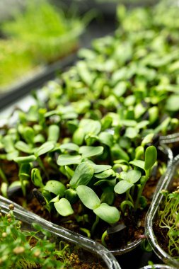 Taze ayçiçeği filizleri. Yeşillik filizleniyor. Evde tohum yetiştirme. Süper yiyecekler, pencerenin önüne dikmek. Büyüyen ayçiçeği. Vejetaryen ve sağlıklı beslenme konsepti. seçici odak