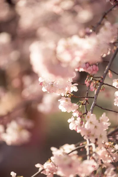 Selective Focus Spring Blossom Background Beautiful Nature Scene Blooming Tree — Stock Photo, Image