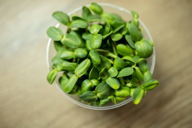 Taze ayçiçeği filizleri. Yeşillik filizleniyor. Evde tohum yetiştirme. Süper yiyecekler, pencerenin önüne dikmek. Büyüyen ayçiçeği. Vejetaryen ve sağlıklı beslenme konsepti. seçici odak