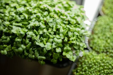 Taze turp filizleri, mikroyeşil turp yaprakları. Sağlıklı beslenme ve büyüyen yeşillik konsepti.