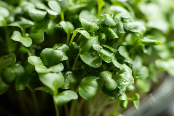 Färska Rädisa Groddar Gröna Blad Mikrogrön Rädisa Begreppet Hälsosam Kost — Stockfoto