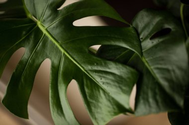 Seçici odaklanma. Pencerenin arka planında su damlaları olan büyük yeşil canavar yaprakları. Monstera - evde oyulmuş yaprakları, çiçekleri ve bitkileri olan tropik bir çiçek