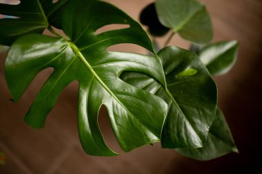 Seçici odaklanma. Pencerenin arka planında su damlaları olan büyük yeşil canavar yaprakları. Monstera - evde oyulmuş yaprakları, çiçekleri ve bitkileri olan tropik bir çiçek