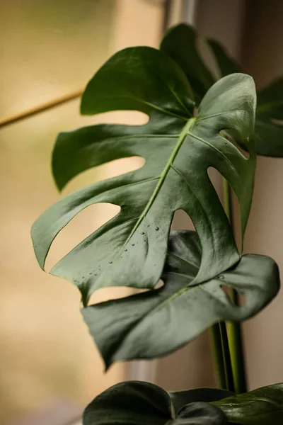 Selective Focus Large Green Leaves Monstera Water Drops Background Window — Stock Photo, Image
