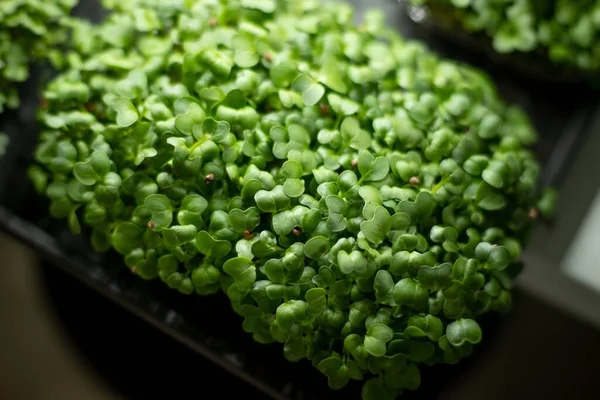 Brotes Rábano Fresco Hojas Verdes Rábano Microverde Concepto Alimentación Saludable — Foto de Stock