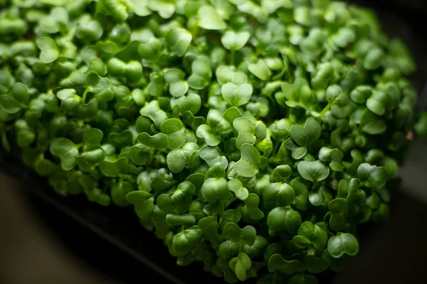 Brotes Rábano Fresco Hojas Verdes Rábano Microverde Concepto Alimentación Saludable — Foto de Stock