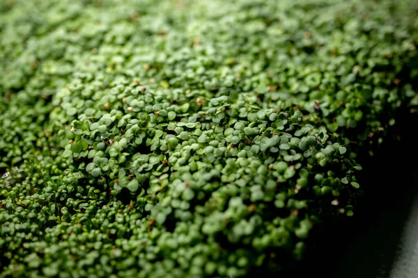 Fresh Mustard Sprouts Green Leaves Microgreen Cress Concept Healthy Eating — Stock Photo, Image