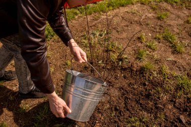 Kova suyundan bir adam ekilmiş genç bir çalı. İlkbahar, temizlik, peyzaj, bahçıvanlık, temizlik. Seçici odak