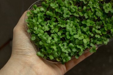 Brokoli mikroçerezleri kabın içinde. Mikroçimler filizleniyor. Evde tohum yetiştirme. Vejetaryen ve sağlıklı beslenme konsepti. Brokoli tohumu, mikro yeşillikler. Büyüyen filizler.