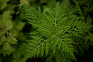 Ragweed çalıları. Ambrosia artemisiifolia yaz ve sonbaharda alerji yapıyor. Ambrosia tehlikeli bir ottur. Polenleri çiçek açarken ağızda güçlü bir alerjiye neden olur..