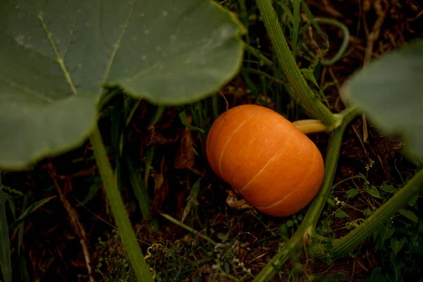 Grote Oranje Pompoen Groeit Bed Tuin Oogst Biologische Groenten Herfst — Stockfoto