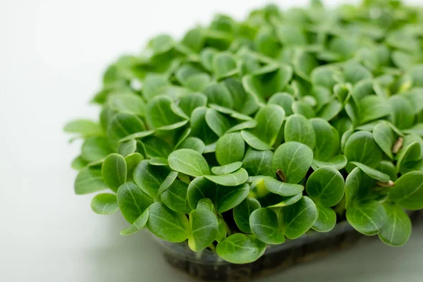 fresh leaves of Milk thistle microgreen. Medicinal plant to protect the liver. Microgreens sprouts isolated on white background. screensaver wallpaper. Vegan and healthy eating concept. Selective focus