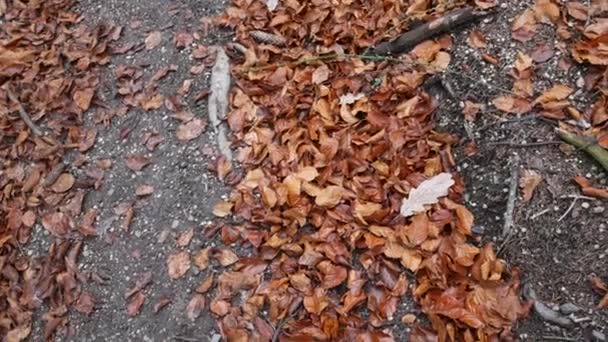 Foglie d'albero con colori autunnali sul pavimento della foresta — Video Stock