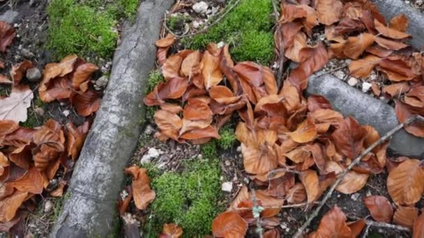 Liście drzew w jesiennych kolorach na podłodze lasu — Wideo stockowe