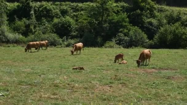 Manada de vacas pastando en un prado — Vídeos de Stock