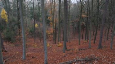 Sonbahar yaprakları ağaçların arasına düşüyor.