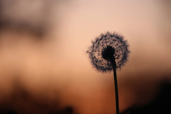 Taraxacum — Stok Foto