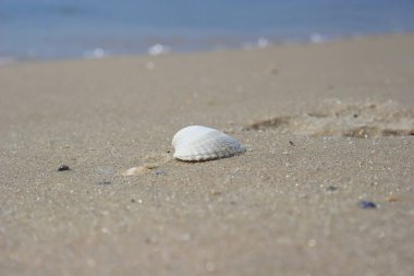 Güzel kabuk store üzerinde.