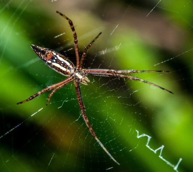makro fotoğrafçılık örümcek