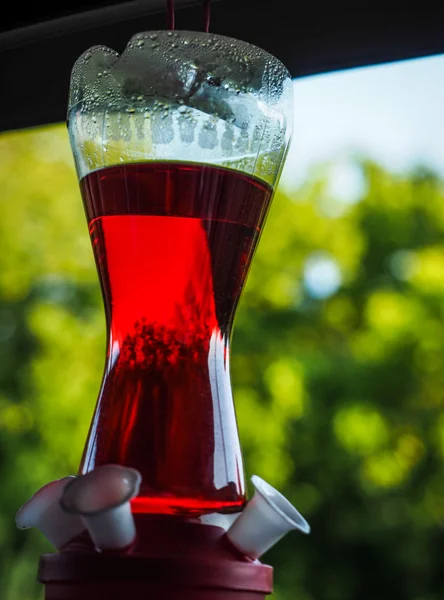 Kızıl sinekkuşu Besleyici