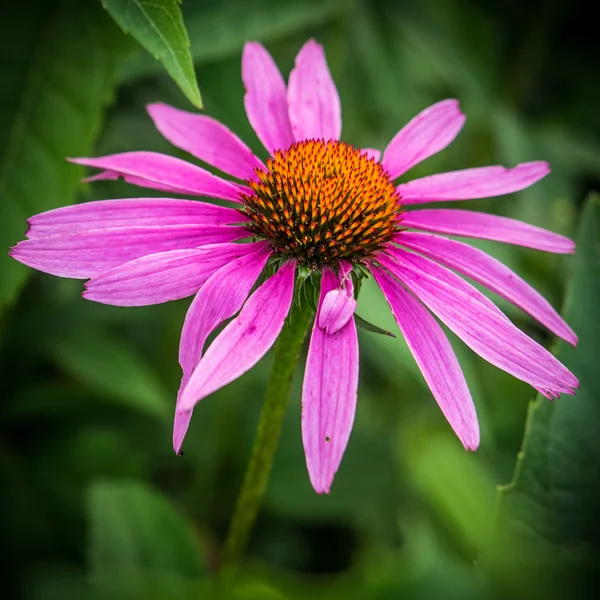 Mor koni çiçeği, Echinacea purpurea