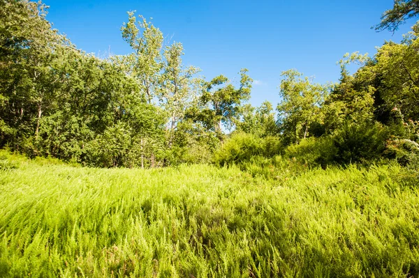 yeşil tarla ve mavi gökyüzü