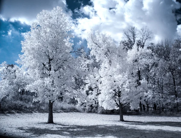 Paisaje infrarrojo con árboles blancos y agua — Foto de Stock