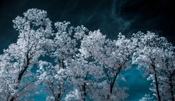 Beyaz ağaçlar ve su ile kızılötesi manzara