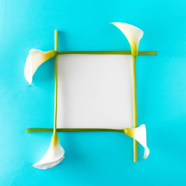 Kala beyaz bir karenin sayfaları olarak çiçek açar. Açık mavi arkaplanda en düşük konsept.