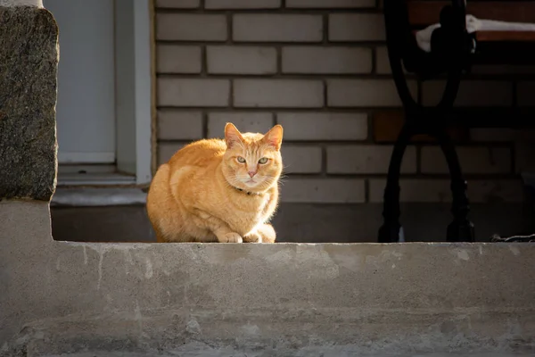 Cat sitting on the porch waiting for its owner to come home