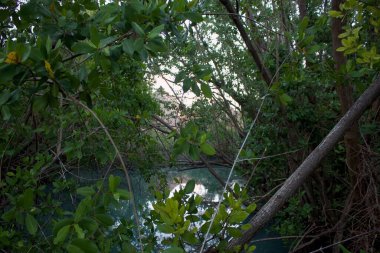 Meksika 'da Karayip nehri ve ormanı.