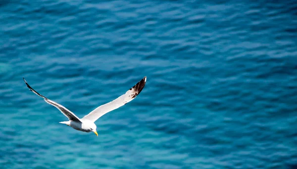 Sorrento Gaivota — Fotografia de Stock